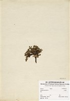 藏品(五蕊莓)的圖片